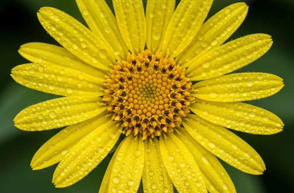 Fleur d'arnica perlée de rosée