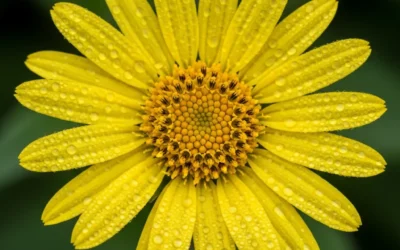 Peaux sensibles : Pourquoi la cire d’arnica change tout